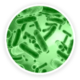 Bacillus coagulans